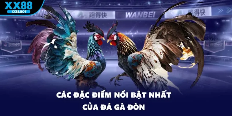 Các đặc điểm nổi bật nhất của đá gà đòn