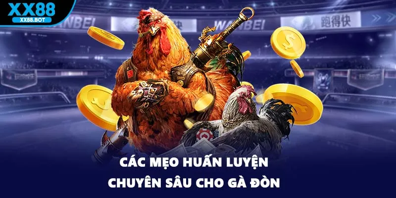 Các mẹo huấn luyện chuyên sâu cho gà đòn