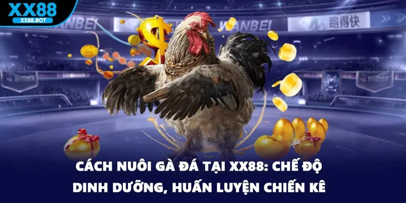 Cách Nuôi Gà Đá Tại XX88: Chế Độ Dinh Dưỡng, Huấn Luyện Chiến Kê