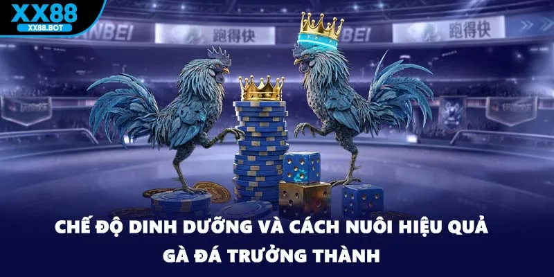 Chế độ dinh dưỡng và cách nuôi hiệu quả gà đá trưởng thành