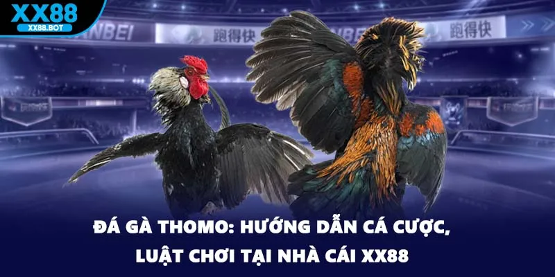 Đá Gà Thomo: Hướng Dẫn Cá Cược, Luật Chơi Tại Nhà Cái XX88