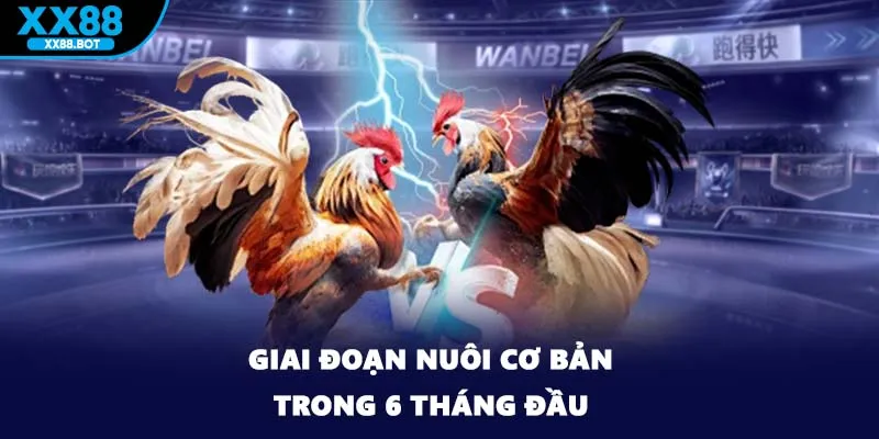 Giai đoạn nuôi cơ bản trong 6 tháng đầu