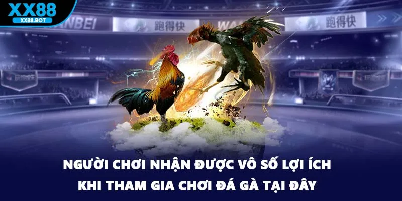 Người chơi nhận được vô số lợi ích khi tham gia chơi đá gà tại đây