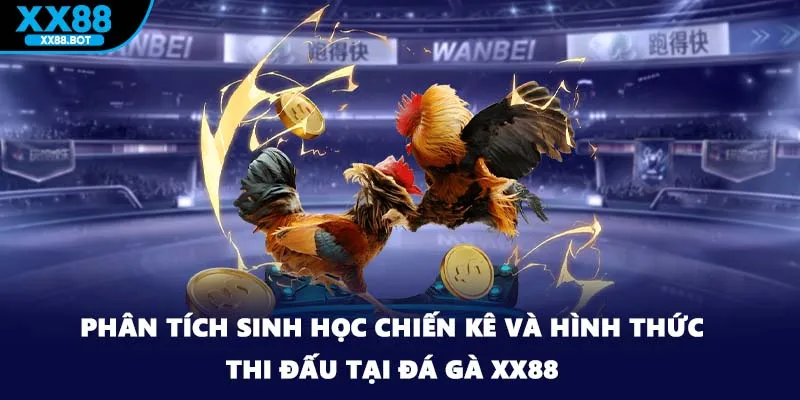 Phân tích sinh học chiến kê và hình thức thi đấu tại đá gà XX88