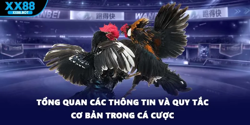Tổng quan các thông tin và quy tắc cơ bản trong cá cược